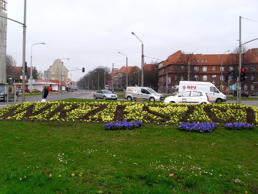 Plac Komorowskiego w Gdańsku. Musieli przesadzić 800 bratków, bo kibicom Lechii kolory kojarzyły się z Arką [zdjęcia]