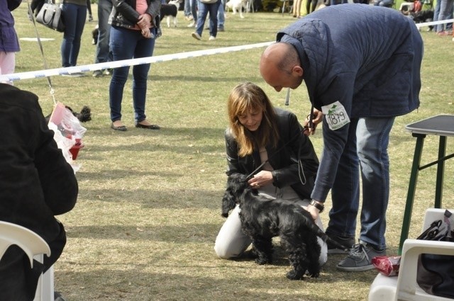 Piękne psy rasowe na wystawie! (ZOBACZ ZDJĘCIA)