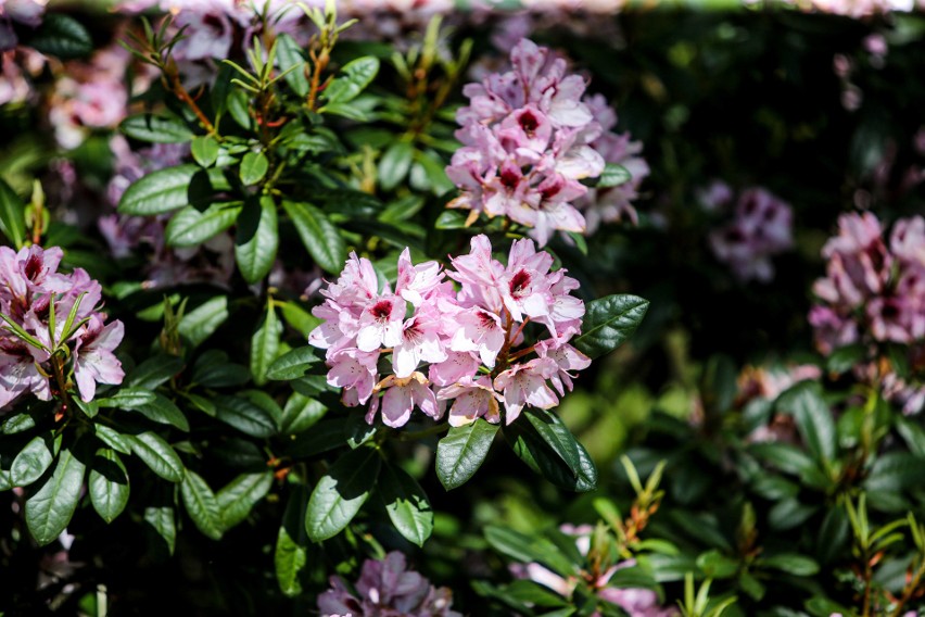 Śląski Ogród Botaniczny w Mikołowie