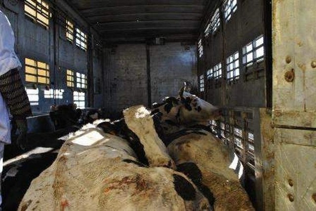 Do tej ubojni jechał transport z województwa kujawsko-pomorskiego, w którym były 24 krowy, w tym 9 martwych.