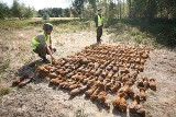 Znaleźli ponad tysiąc pocisków, a to nie koniec! (nowe fakty, zdjęcia)