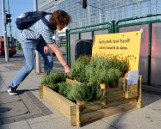 Poznań dla pszczół - doniczki z kwiatami na przystankach MPK rozchodzą się jak ciepłe bułeczki