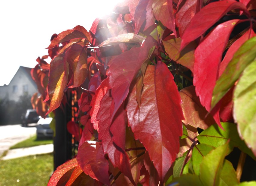 Złota polska jesień w Malborku. W październiku rozświetlone słońcem liście i kwiaty wyglądają najpiękniej