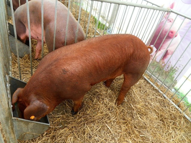 Żywe świnie też mogą jechać na Ukrainę