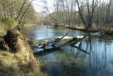 Maciej Boinski wędruje wzdłuż Brdy i fotografuje rzekę [zdjęcia]