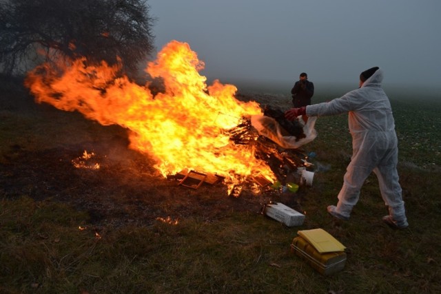 W Jaromierzu spalono ponad 70 uli.