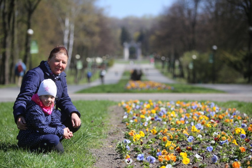 Wiosna w Parku Śląskim. W alei Żyrafy kwitnie kilkanaście...