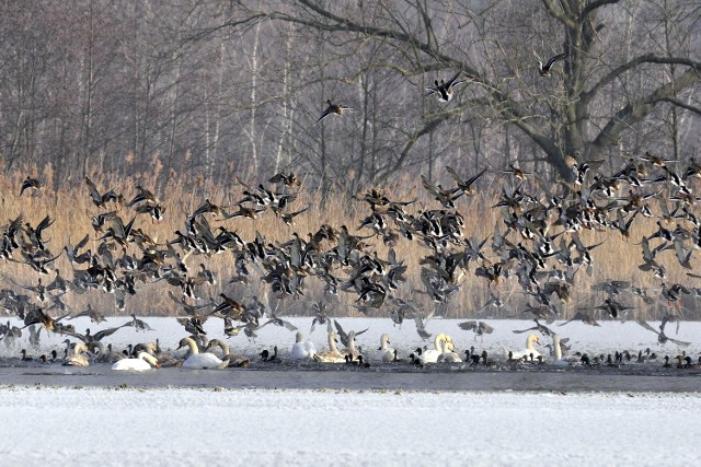 Stawy i cała infrastruktura (śluzy, rowy, wały) służą też jako zbiorniki przeciwpowodziowe, przeciwpożarowe, nad ich wodami rozwija się fauna i flora.