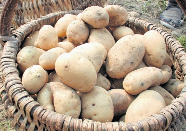 Wśród ziemniaków wczesnych dominują stare odmiany: Irga i Irys.  Mają one bardzo niska odporność na zarazę ziemniaczaną, dlatego w tym roku plantacje zostały szybko porażone.