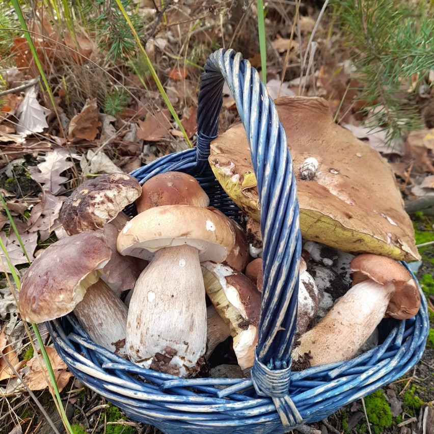Mnóstwo grzybów w lasach w regionie radomskim. Imponujące zbiory borowików, podgrzybków, kani i gąsek. Zobaczcie zdjęcia