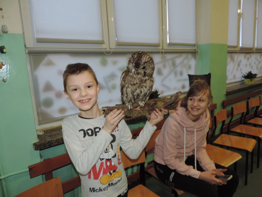 Noc Sów w Jasienicy, Ostrowi Mazowieckiej i Małkini Górnej. W Jasienicy gwiazdami dwie płomykówki [ZDJĘCIA+WIDEO]