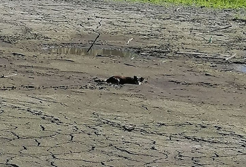 Pies utknął w bagnie w miejscowości Osiecko na terenie gminy...