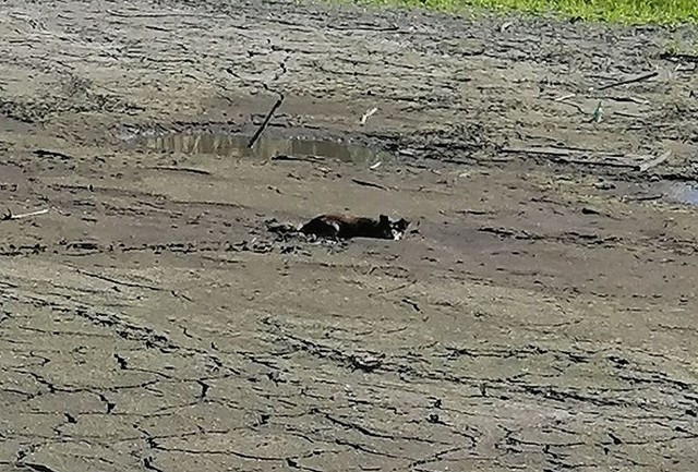 Pies utknął w bagnie w miejscowości Osiecko na terenie gminy Bledzew. Strażacy wezwanie do akcji otrzymali w czwartek, 4 czerwca, po godzinie ósmej rano.Po dojeździe na miejsce okazało się, że zwierzę weszło do wyschniętego zbiornika wodnego, gdzie utknęło niemal na jego środku. Psu zapadły się łapy w bagnie, przez co nie mógł się wydostać na brzeg o własnych siłach. W akcji brali udział strażacy z OSP Bledzew oraz z JRG w Międzyrzeczu.  Do ratowania psiaka użyto specjalistycznych sań. Strażacy zazwyczaj korzystają z nich zimą. Wykorzystywane są do ratowania ludzi, pod którymi zarwał się lód. Ty razem sanie, które odpowiednio rozkładają masę, pozwoliły strażakowi na dostanie się do psa i uwolnienie go z bagna. Strażak z czworonogiem bezpieczeni wrócili na brzeg. Polecamy wideo: playplay. Strażacy ratowali pustułki w Tarnowie