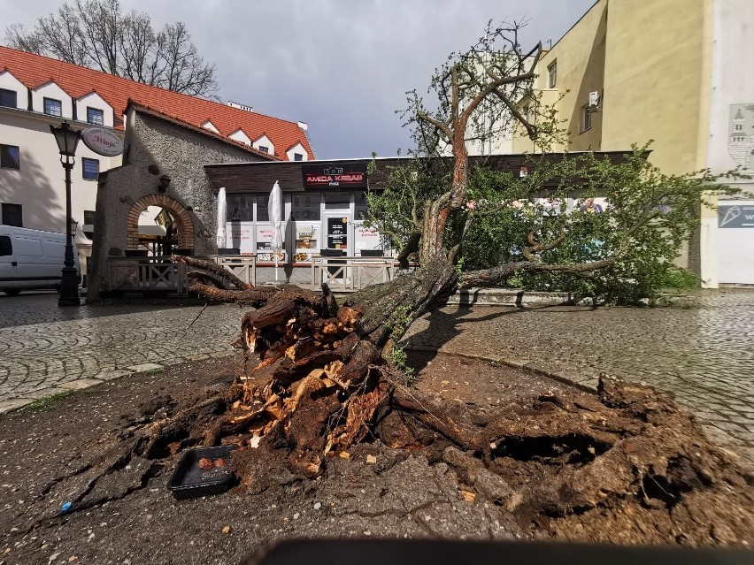 Drzewo na zielonogórskim deptaku poleciało w kierunku...