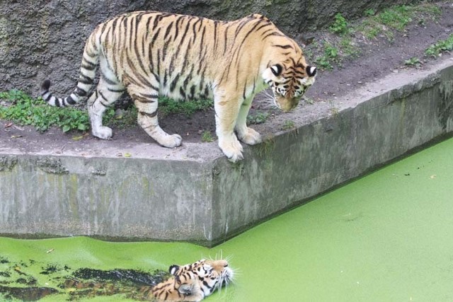 W łódzkim ogrodzie zoologicznym