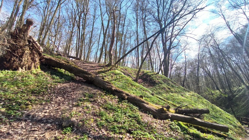 Nałęczów: Wąwóz Głowackiego w wiosennej odsłonie to raj dla turystów! Dlaczego? Zobacz zdjęcia