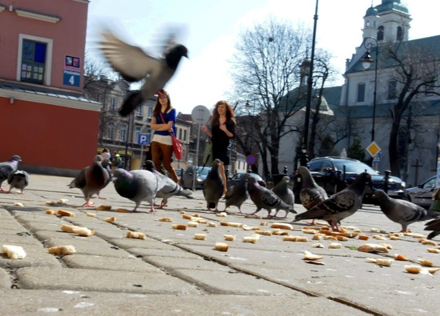 Na placu Wolności ktoś rozsypał chyba cały worek okruchów chleba. Ornitolodzy: to jest szkodliwe dla gołębi.