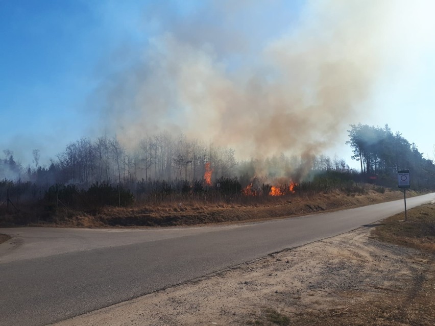 Wielki ogień przy lesie rozprzestrzenił się w niecałą minutę. Szybka akcja strażaków w gminie Wąchock. Zobacz zdjęcia  