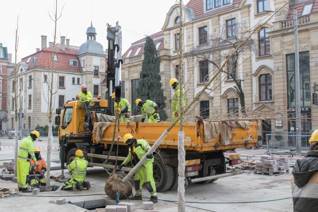 Nowe drzewka na Dworcowej w Katowicach posadzono w grudniu 2020