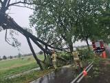 Po ulewie w Szczecinie i regionie: Mnóstwo powalonych drzew. Strażacy dalej w terenie [ZDJĘCIA] – 2.07.22