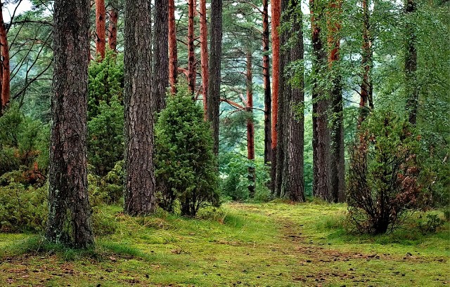 Lasy Państwowe udostępnią 429 miejsc, gdzie będzie można nocować na dziko