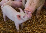 Rolnicy mają dostać pomoc na przywrócenie świń w gospodarstwie, zwłaszcza loch i warchlaków. Start odbudowy pogłowia w 2024 roku