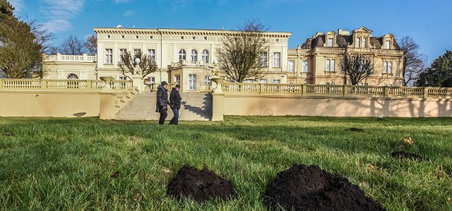 Spacerować po parku w Ostromecku można codziennie w godzinach 8-20. Na teren parku można wejść m.in. furtką z boku bramy głównej, brama wjazdowa pozostaje zamknięta. Na polanie pojawiły się kopce, świadczące o obecności kreta europejskiego, który - podobnie jak całe ZPP Ostromecko - jest pod ochroną. Niszczeniu trawników zapobiegną specjalne, podziemne siatki