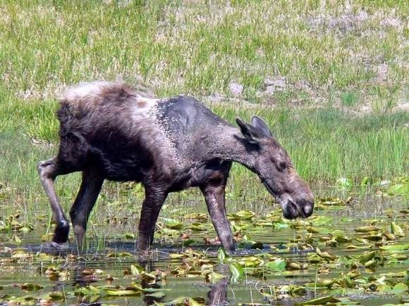 Znaki ostrzegające kierowców przed łosiami, są kradzione