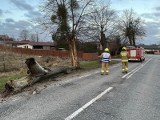 Orkan Otto w powiecie kwidzyńskim. Strażacy wyjeżdżali do 12 interwencji związanych z usuwaniem skutków wichury