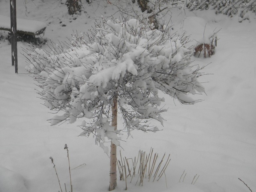 Zdjęcia zimy z Nowej Słupi nadesłał Czytelnik