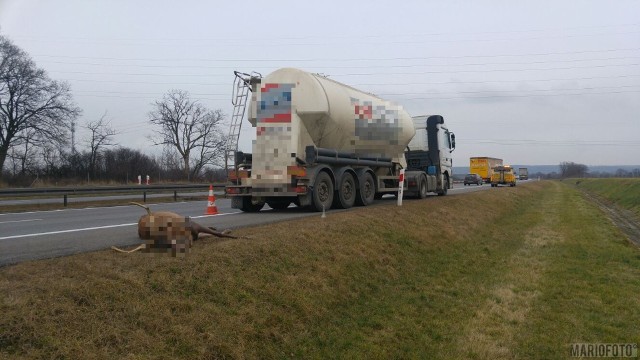 Do niecodziennego zdarzenia doszło dziś około godz. 14.30 na 257. kilometrze autostrady A4 (kierunek Katowice) w powiecie krapkowickim. Ciężarowy mercedes uderzył w jelenia przebiegającego przez jezdnię. Zwierzę nie przeżyło. Nie było utrudnień w ruchu.