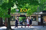 Nowe Zoo w Poznaniu ma nowego mieszkańca! Urodził się w nim sambar kropkowany. To gatunek zagrożony wyginięciem