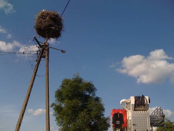 Nietypowa akcja strażaków. Bocian wypadł z gniazda&#8230; w Gniazdowie (zdjęcia) 