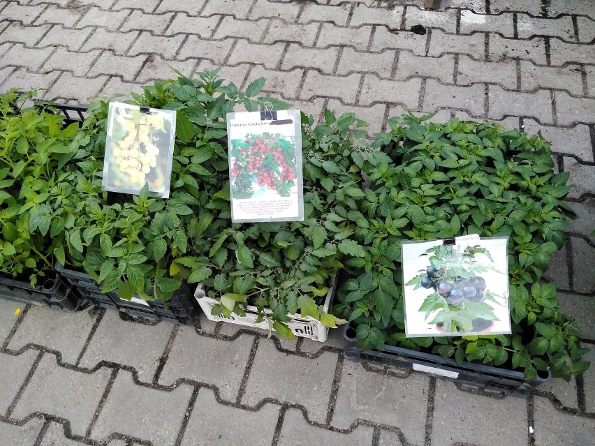 Białystok. Zobacz, ile kosztowały owoce, warzywa, kwiaty i zioła, które można było kupić 23 maja na giełdzie przy ul. Andersa (zdjęcia)
