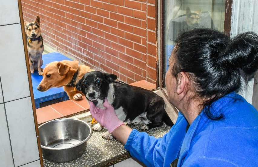 Psy i koty z bydgoskiego schroniska tęsknią. Od 16 maja znów zobaczą wolontariuszy
