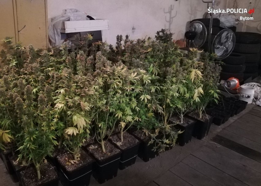 Plantacja marihuany w Miechowicach