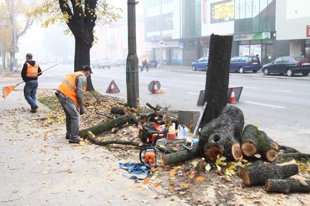 W sumie przy Żeromskiego pod topór pójdzie 13 drzew.