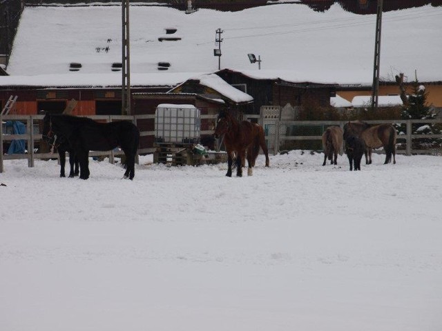 Do tej pory schronienie w przytulisku znalazło 120 koni uratowanych przed śmiercią.