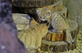 Nowi mieszkańcy Gdańskiego Ogrodu Zoologicznego. Na świat przyszły cztery koty pustynne | ZDJĘCIA