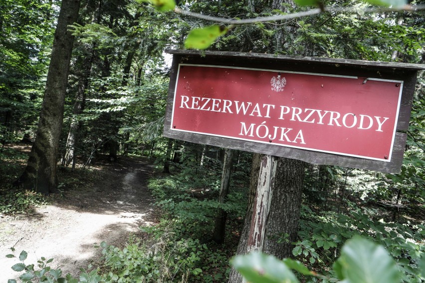 Rezerwat przyrody Mójka znajduje się na terenie wsi...