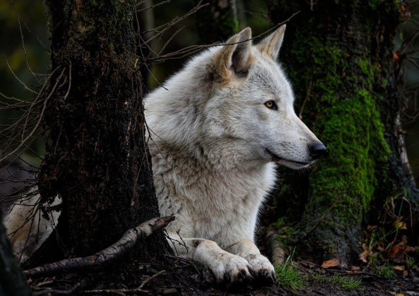 Wilk w Gdańsku porwał swoją zdobycz i ciągnął ją przez las....