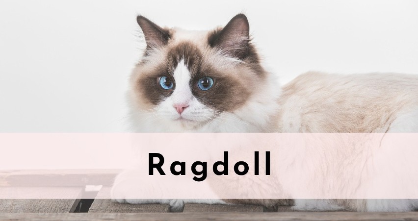 Ragdoll...