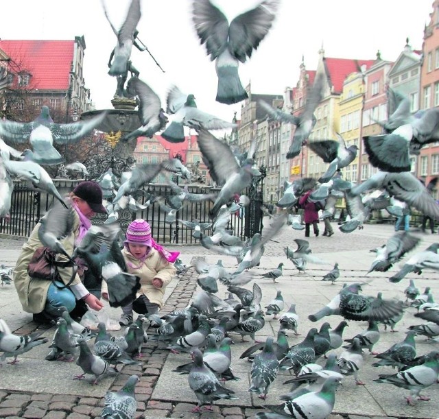 Gołębie - nieodłączny, ale kłopotliwy element krajobrazu Gdańska