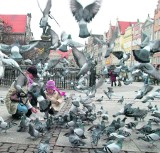 Gdańsk: Na wojnę z gołębiami? Z jaką "amunicją"?