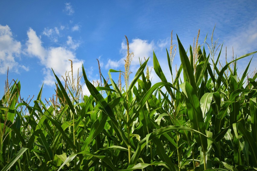 Kukurydza należy do upraw zajmujących największe...