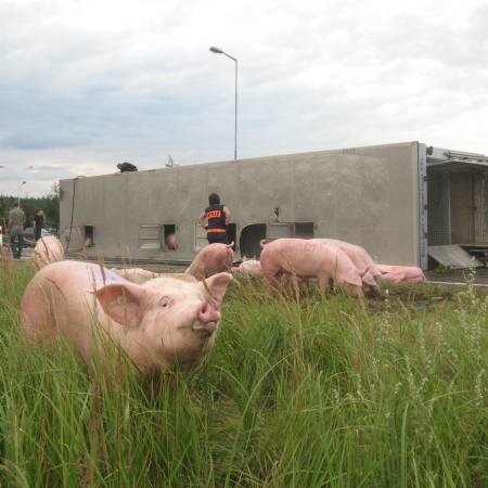Uratowane świnki z ochotą skubały zieloną trawę