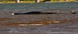 Śmierć wieloryba z zatoki Vejle