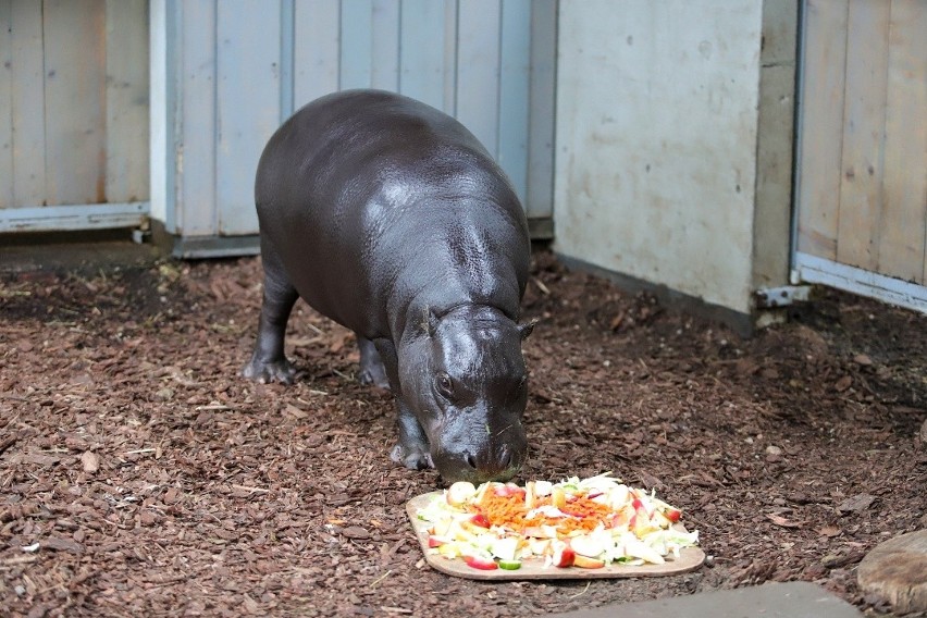 Hipopotam karłowaty, binturong, lew i kitanka lisia to tylko niektóre ze zwierząt, które w tym roku zamieszkały w łódzkim zoo
