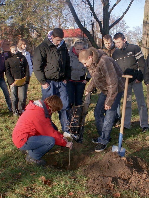 Jedną z akcji młodych ekologów było sadzenie dwóch małych dębów. Jak zapowiadają jeden z nich ma być symbolem ich szkoły.