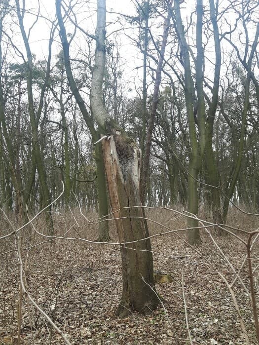 - Spróchniałe drzewa zostają, a wycina się zdrowe - ubolewa nasz Czytelnik